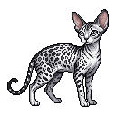 一直黑白德文小猫